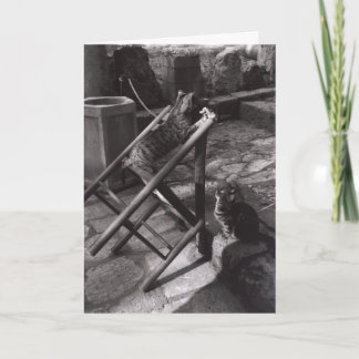 Carte Chats jouant à Delphes, Grèce (carte de voeux)