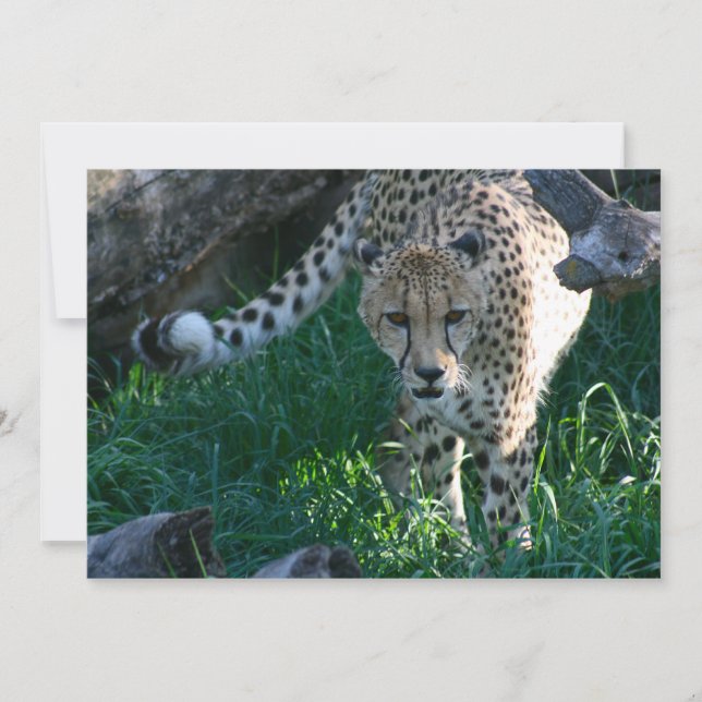 Carte Cheetah à la chasse (Devant)