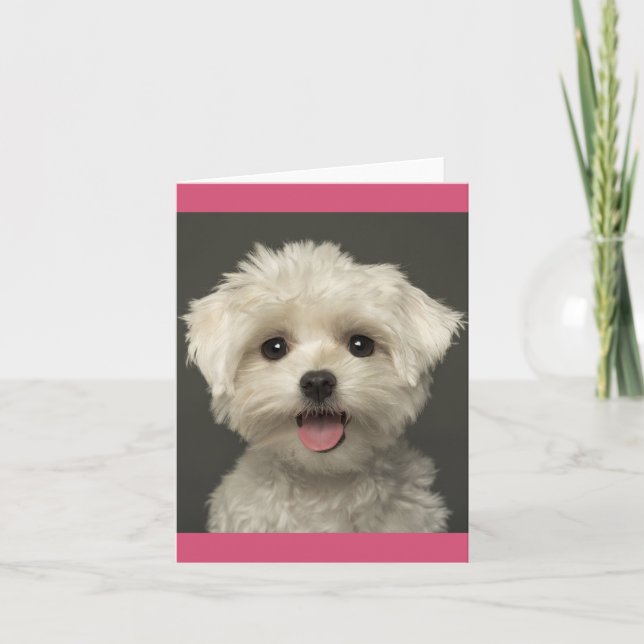 Carte Cher Chien Chien Blanc Maltais (Devant)