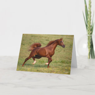 Carte Chestnut Arabe Stallion Mane et traîne