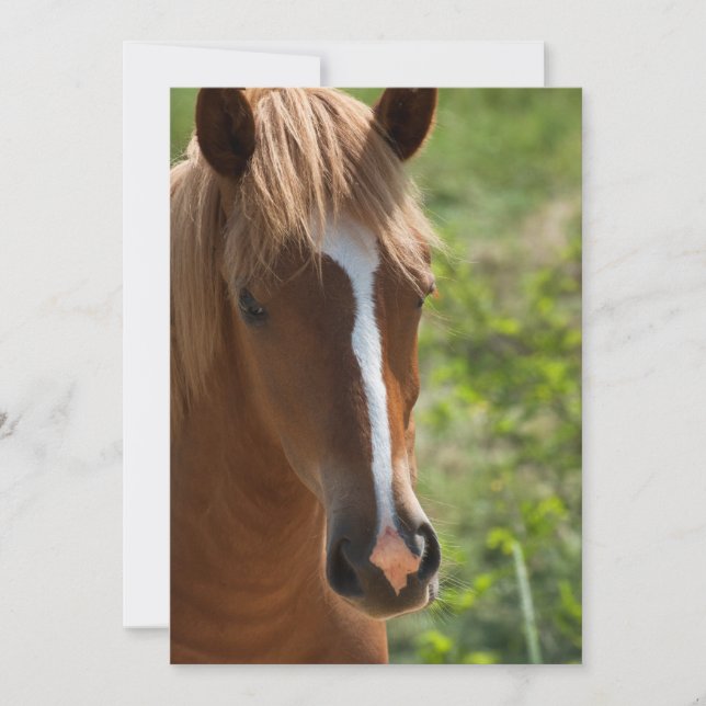 Carte Cheval (Devant)