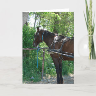 Carte Cheval Amish en attente