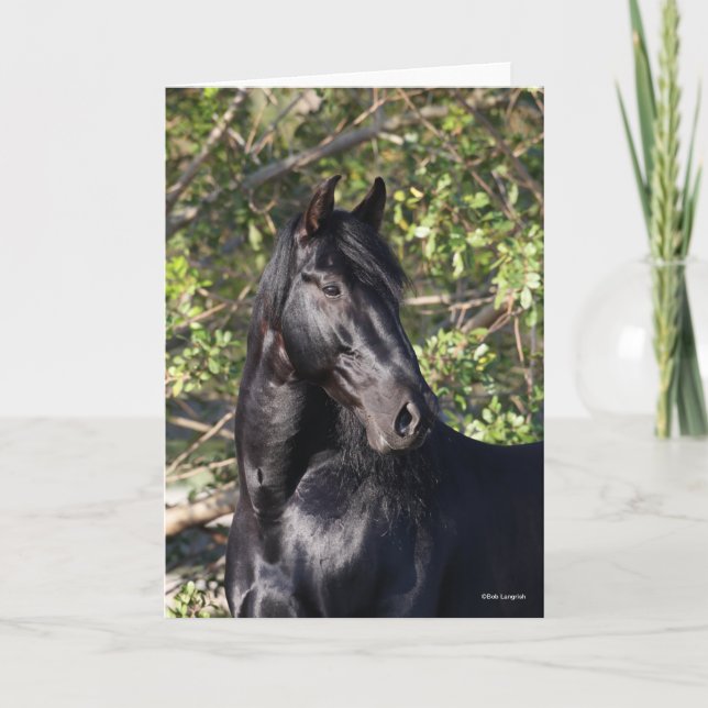 Carte Cheval andalou noir (Devant)
