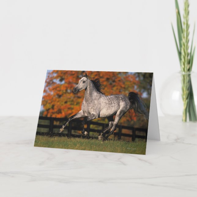 Carte Cheval arabe : Automne 1 (Devant)
