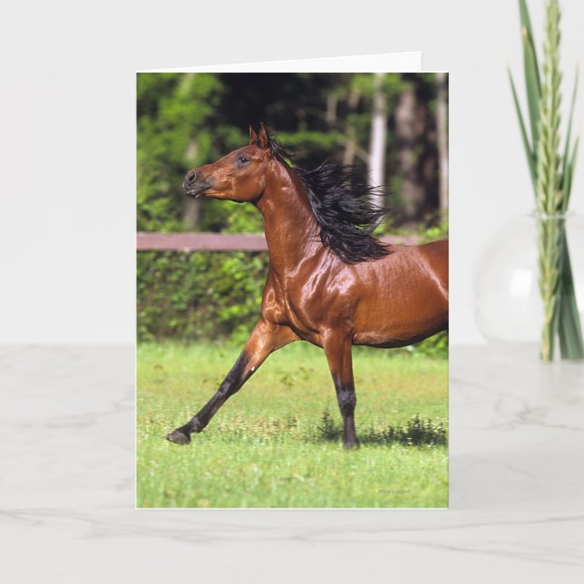 Carte Cheval arabe courant 2 (Devant)