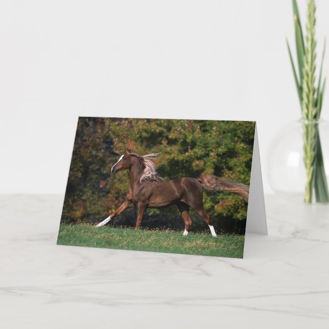 Carte Cheval arabe fonctionnant dans le domaine herbeux (Devant)