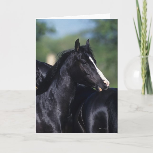 Carte Cheval Arabe qui s'écroule (Devant)