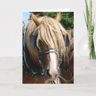 Carte Cheval belge