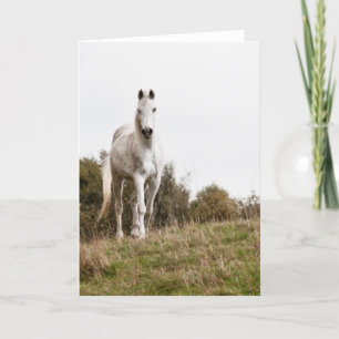 Carte Cheval blanc