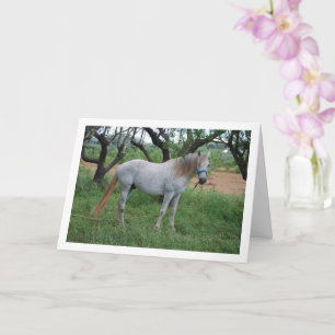 Carte Cheval blanc en champ d'herbe