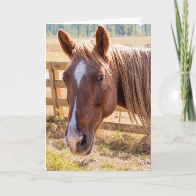 Carte Cheval dans la lumière du soleil photo vierge à l' (Devant)