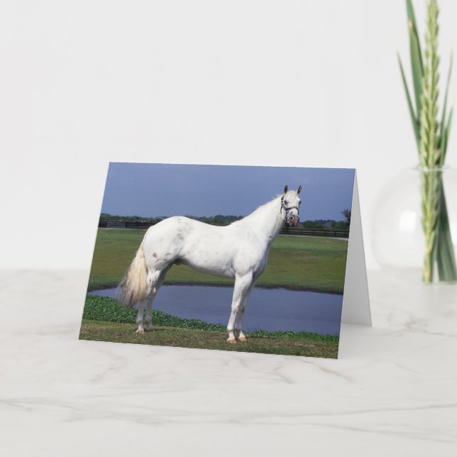 Carte Cheval d'Appaloosa (Devant)