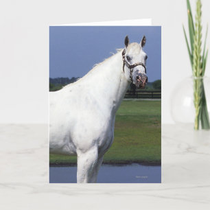 Carte Cheval d'Appaloosa