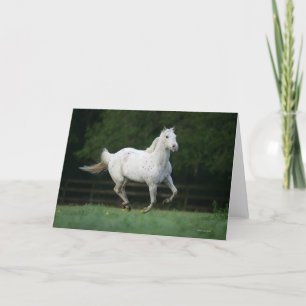 Carte Cheval d'Appaloosa courant 1