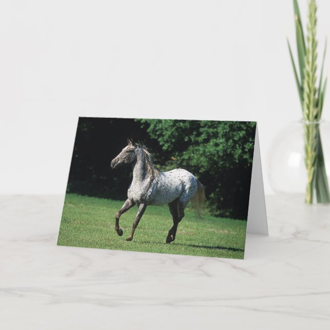 Carte Cheval d'Appaloosa courant 2 (Devant)