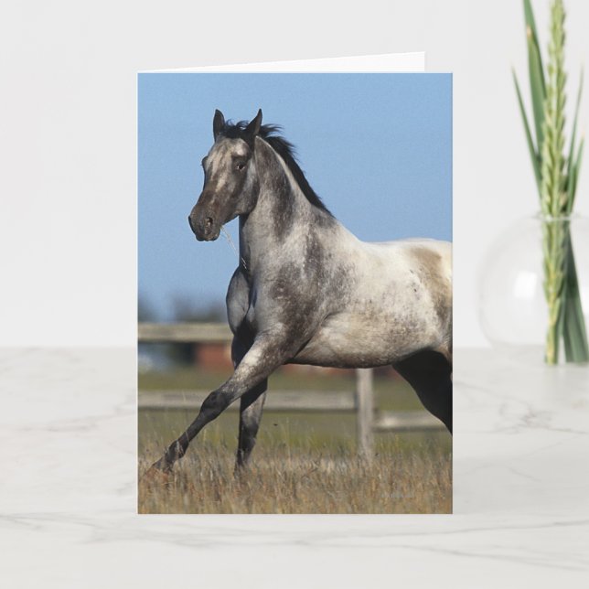 Carte Cheval d'Appaloosa courant 3 (Devant)