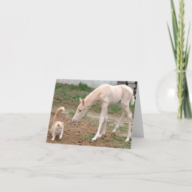 Carte Cheval de bébé de palomino avec le chat de grange (Devant)