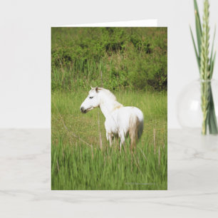 Carte Cheval de Camargue dans l'Alpes Cote d'Azur du