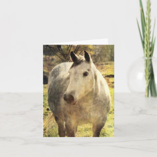 Carte Cheval gris Anniversaire