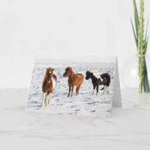 Carte Cheval islandais avec pelage d'hiver typique