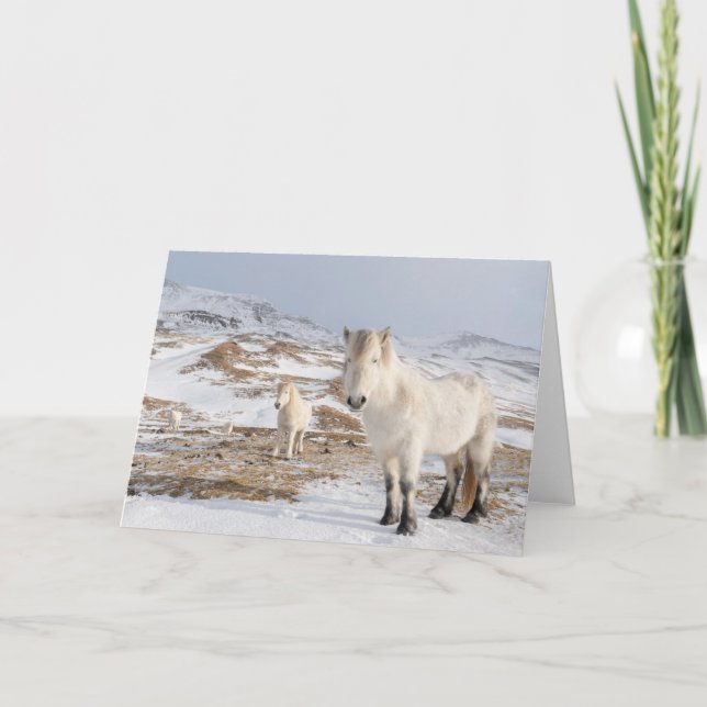Carte Cheval islandais | Blonduos, Islande (Devant)
