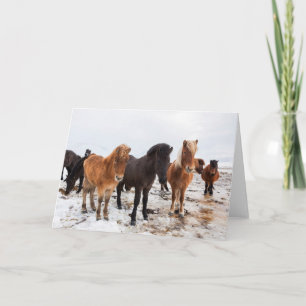Carte Cheval islandais en hiver Islande