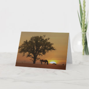 Carte Cheval Joyeux Anniversaire Belle journée avec Oak 