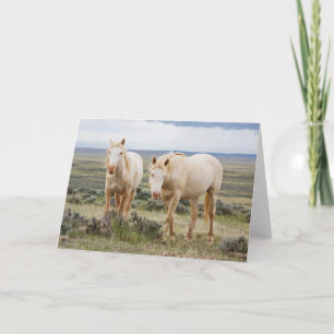 Carte Cheval sauvage en itinérance sur le Priaire de Cod