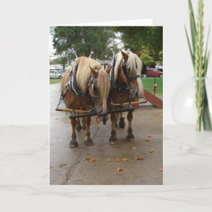 Carte Chevaux belges