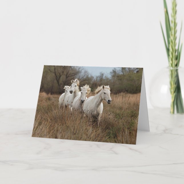 Carte Chevaux de Camargue courant (Devant)