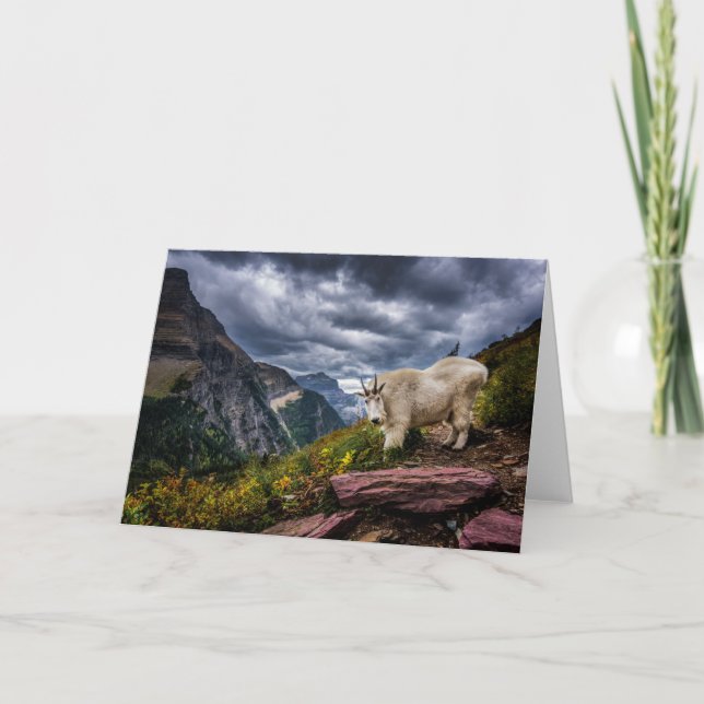 Carte Chèvre de montagne rocheuse (Devant)