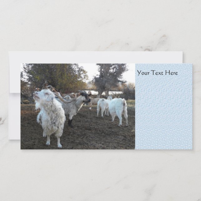 Carte Chèvre éternuante (Devant)