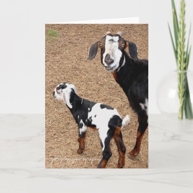 Carte chèvre, glorydaysphotography (Devant)