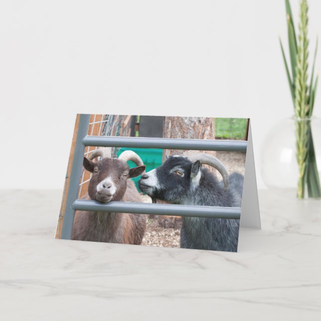 Carte Chèvres câlines ! (Devant)