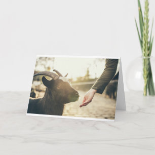 Carte Chèvres, chèvres et chèvres (21)