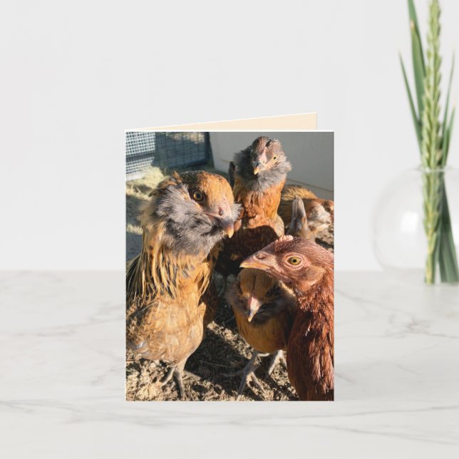 Carte Chickens Gathering Close-Up Photograph (Devant)