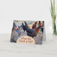Chickens What's Up Funny Humour Card