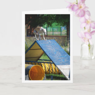 Carte Chien à l'école d'entraînement