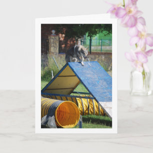 Carte Chien à l'école d'entraînement