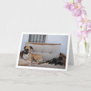 Carte Chien avec chat sur banc