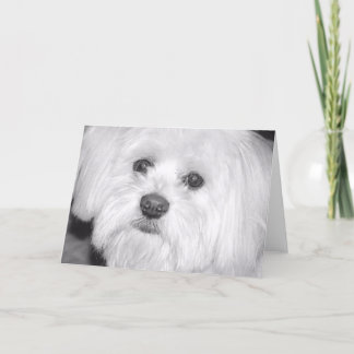 Carte chien blanc