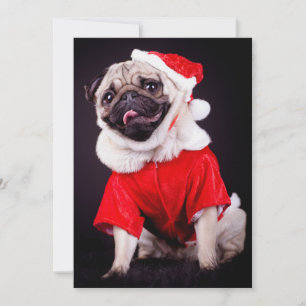 Carte chien carlin