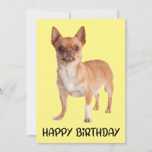 Carte Chien chiot mignon Jaune Funny Chihuahua Anniversa