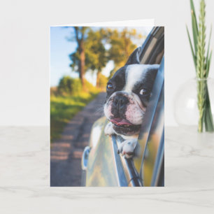 Carte Chien de Boston Sticking Head out Car Window