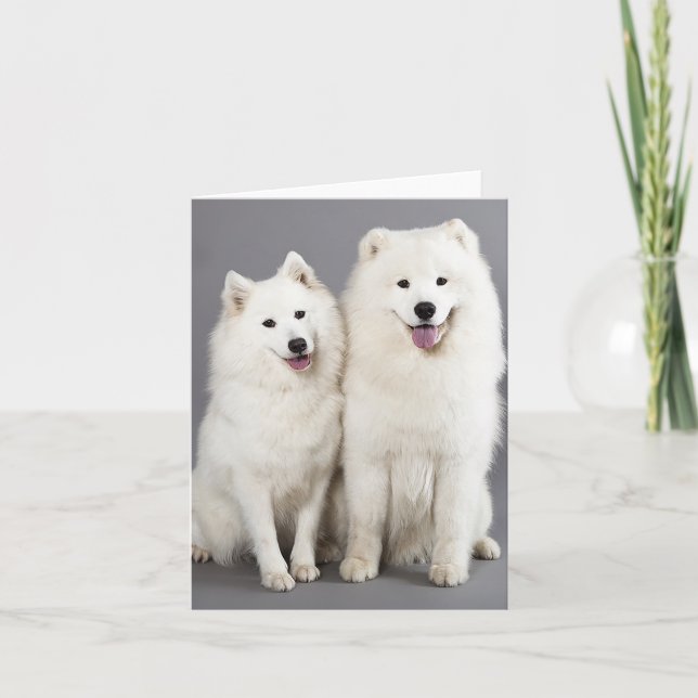 Carte Chien De Chien De Chien Blanc Samoyé - Bonjour, En (Devant)
