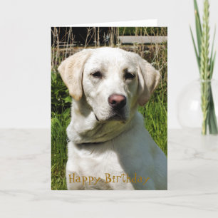 CARTE CHIEN DE LABRADOR