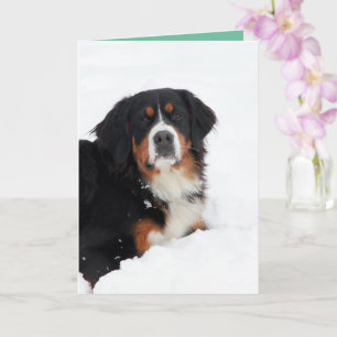 Carte Chien de montagne bernois personnalisable