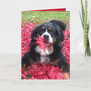 Carte Chien de montagne bernois personnalisable