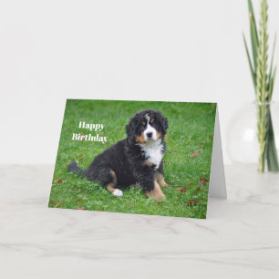 Carte Chien de Montagne bernois photo Anniversaire