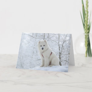 Carte Chien de Samoyed